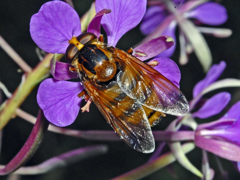 Syrphidae: Volucella inanis, femmina